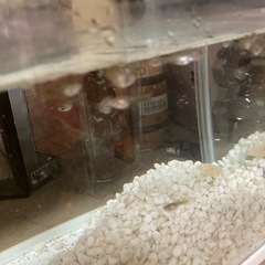 グッピー引き取り出来る方の画像