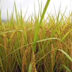 令和7年新米 ヒノヒカリ玄米　特別栽培米（農薬及び化学肥料田植え後の栽培期間中不使用） 　30kg入の画像