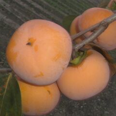 平柿　干し柿用の画像