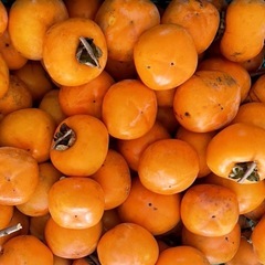 渋柿　吊るし柿・干し柿用 　種無平柿　の画像