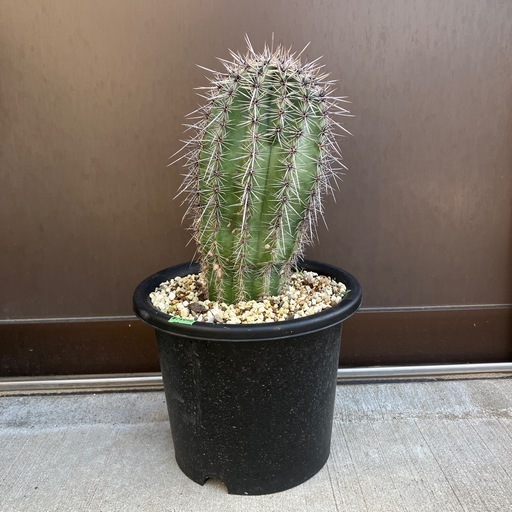 弁慶柱　カルネギアギガンティア