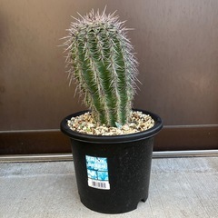 弁慶柱　カルネギアギガンティアの画像