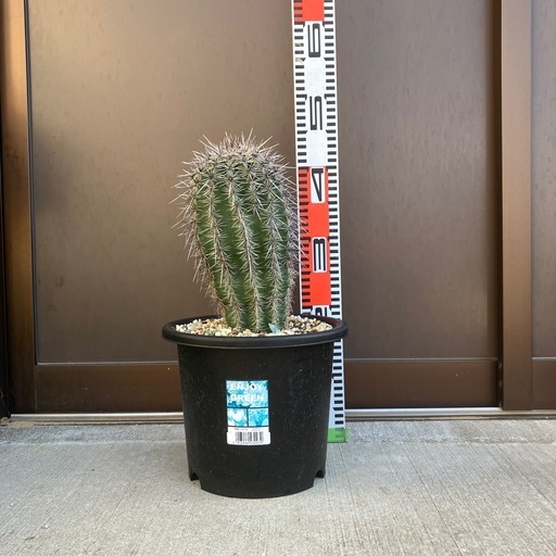 弁慶柱 カルネギアギガンティア