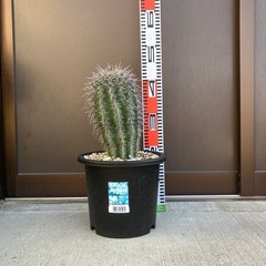 弁慶柱　カルネギアギガンティアの画像