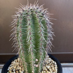 弁慶柱　カルネギアギガンティアの画像