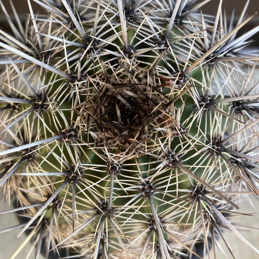 弁慶柱 カルネギアギガンティア