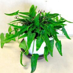 来春開花確約！ スミレ希少種「錦鈴木」ニシキスズキ の画像