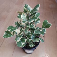 3000円　フィカス　スイートハート　4号　観葉植物の画像