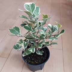 3000円　フィカス　スイートハート　4号　観葉植物の画像
