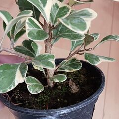 3000円　フィカス　スイートハート　4号　観葉植物の画像