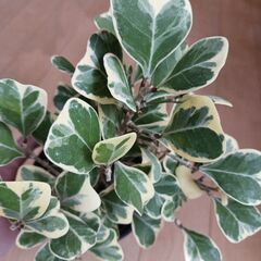 3000円　フィカス　スイートハート　4号　観葉植物の画像