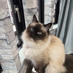 ラグドール2歳♀小柄な女の子！