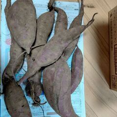 家庭菜園で取れたサツマイモ（シルクスイート）です　約3.1ｋｇ①の画像