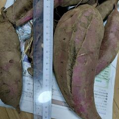 家庭菜園で取れたサツマイモ（シルクスイート）です　約3.1ｋｇ①の画像