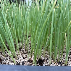 玉ねぎ苗の画像