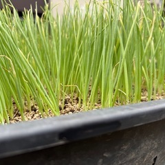 玉ねぎ苗の画像