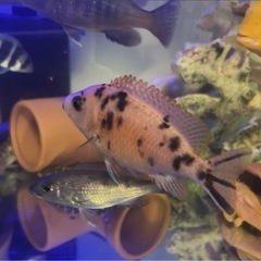 シクリッド色々詳細必須の画像