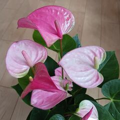 2500円　アンスリウム　ロイヤルピンクチャンピオン　3.5号　観葉植物の画像