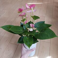 2500円　アンスリウム　ロイヤルピンクチャンピオン　3.5号　観葉植物の画像