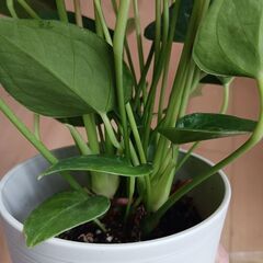 2500円　アンスリウム　ロイヤルピンクチャンピオン　3.5号　観葉植物の画像