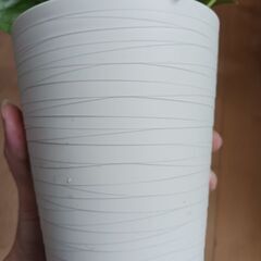 2500円　アンスリウム　ロイヤルピンクチャンピオン　3.5号　観葉植物の画像