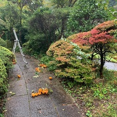 柿（次郎柿）の画像