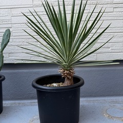 ユッカアロイフォリア　バリエガータ　ふいり斑入りの画像