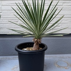 ユッカアロイフォリア　バリエガータ　ふいり斑入りの画像