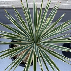 ユッカアロイフォリア　バリエガータ　ふいり斑入りの画像