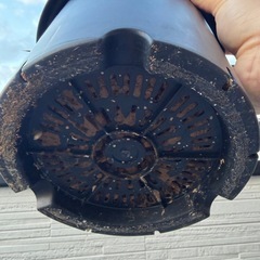 ユッカアロイフォリア　バリエガータ　ふいり斑入りの画像