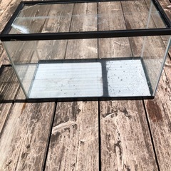 闘魚10匹と60水槽と水槽台セットの画像