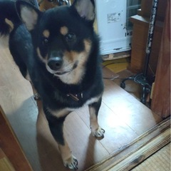 【里親決定】室内飼いの黒シバくん　お2人目がトライアル中