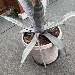 アガベ&ナーセリーポットの画像