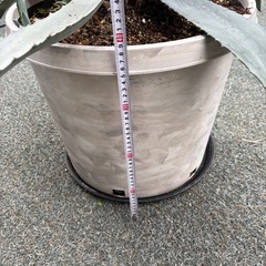 アガベ&ナーセリーポットの画像