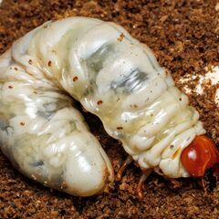 オオクワガタ 幼虫 ペア 25年産 山梨県産 ①の画像