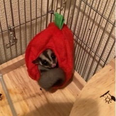 フクロモモンガ、メス、3歳10ヶ月