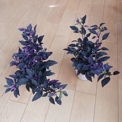 600円　観賞用　トウガラシ　パープルフラッシュ　3号　ポット苗　の画像