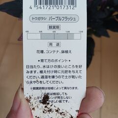 600円　観賞用　トウガラシ　パープルフラッシュ　3号　ポット苗　の画像