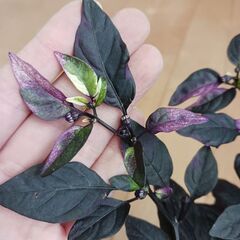 600円　観賞用　トウガラシ　パープルフラッシュ　3号　ポット苗　の画像