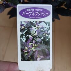600円　観賞用　トウガラシ　パープルフラッシュ　3号　ポット苗　の画像