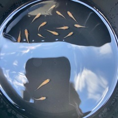 【数量限定2セット 大特価セール！】楊貴妃 10匹 の画像