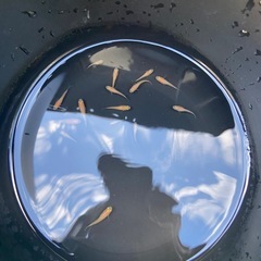 【数量限定2セット 大特価セール！】楊貴妃 10匹 の画像