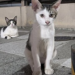 過酷な場所で保護した優男くん6ヶ月になりました🧢