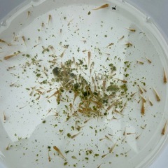 めだか 稚魚 ミックス 20匹の画像