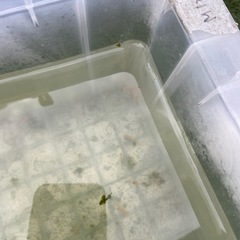 めだか 稚魚 ミックス 20匹の画像