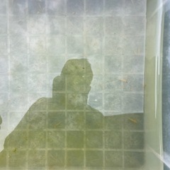 めだか 針子 ミックス 30匹の画像