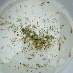 （めだか）ミックス 針子 30匹の画像