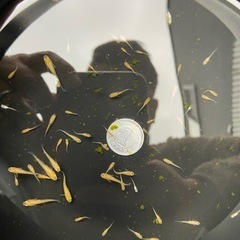 【めだか】 針子 ミックス 30匹の画像