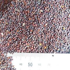 食用 菜の花 ナバナ 種子100粒＋ 2025年採種 農薬不使用の画像