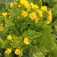 食用 菜の花 ナバナ 種子100粒＋ 2025年採種 農薬不使用の画像